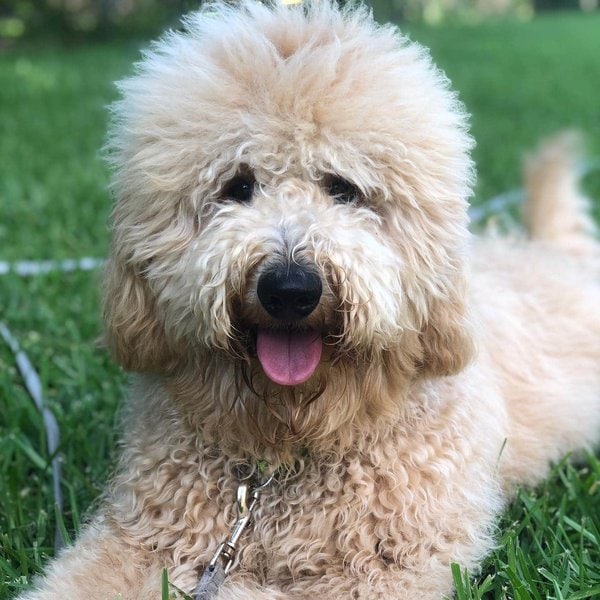 Do Goldendoodles Shed? A Guide To Shedding & Grooming The Goody Pet