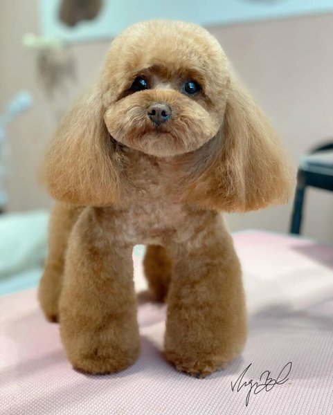 Poodle Grooming - A Complete Guide To Properly Groom Poodles - The Goody Pet