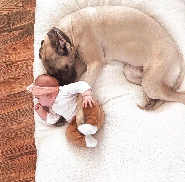 Why Does My Dog Cover My Baby With Blankets? It's For Protection The