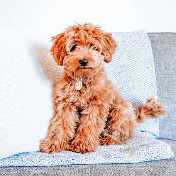 Labrador Poodle Mix Your Complete Labradoodle Breed Guide The Goody Pet