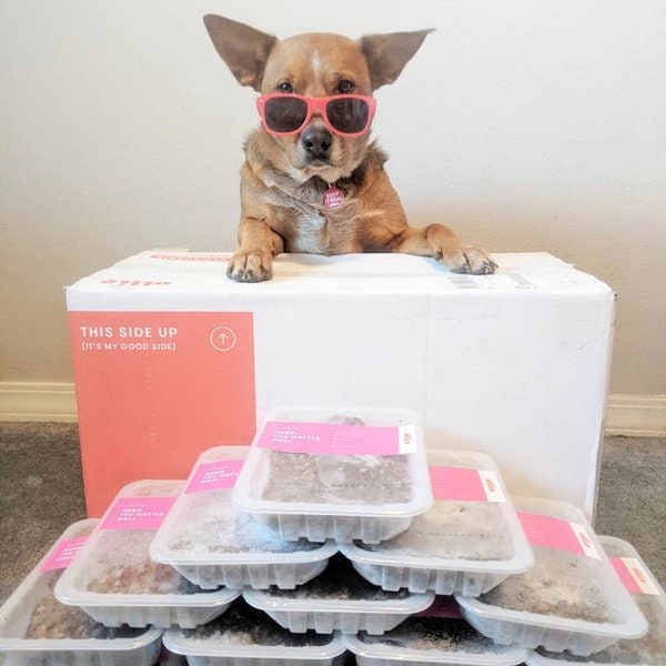 Ollie Dog Food Review Honest Opinions [Updated 2022] The Goody Pet