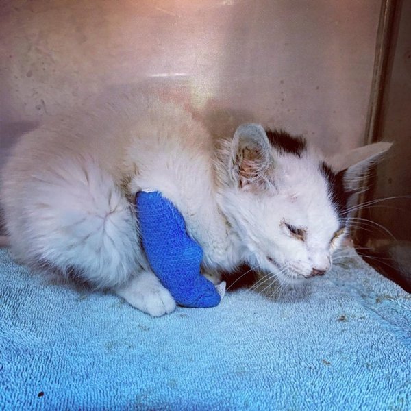 Can Cats Get Parvo From Dogs? What Are The Chances That This Will