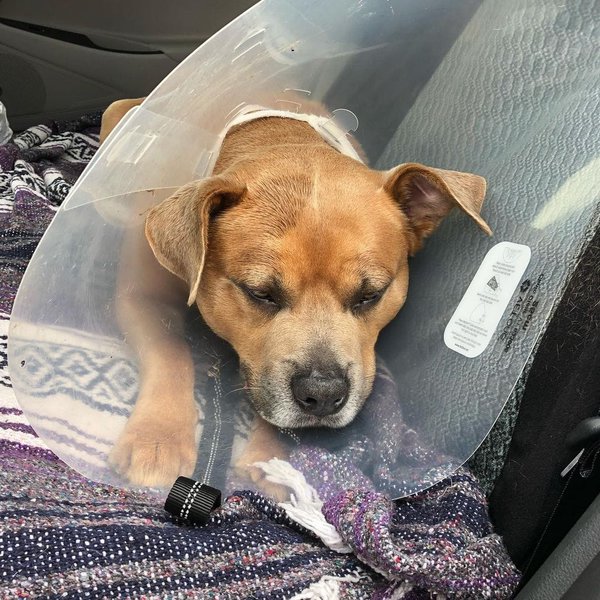 American Bulldog Lab Mix Your Complete Breed Guide To American