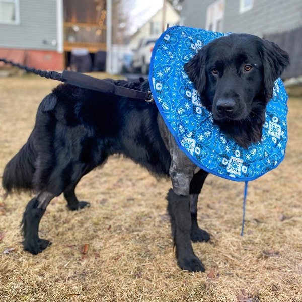 Black Lab Golden Retriever Mix Your Complete Breed Guide To The Black