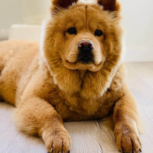 How Much Does A Chow Chow Cost (May 2024) The Goody Pet
