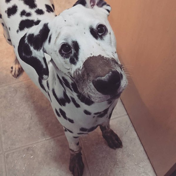 How Much Does A Dalmatian Cost (Updated September 2022) The Goody Pet