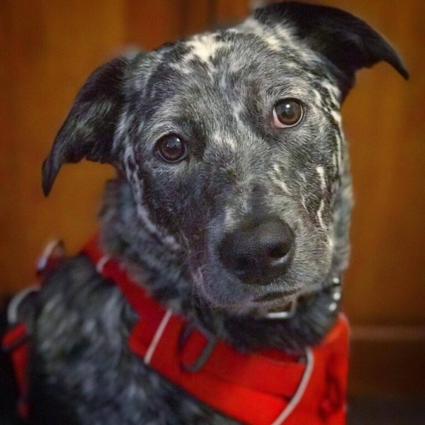 Labrador Blue Heeler Mix Your Complete Breed Guide To This Designer