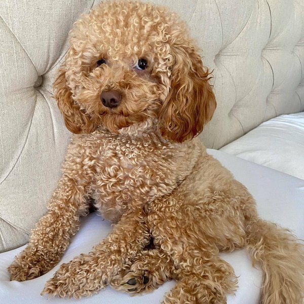 Micro Goldendoodle Your Complete Breed Guide The Goody Pet