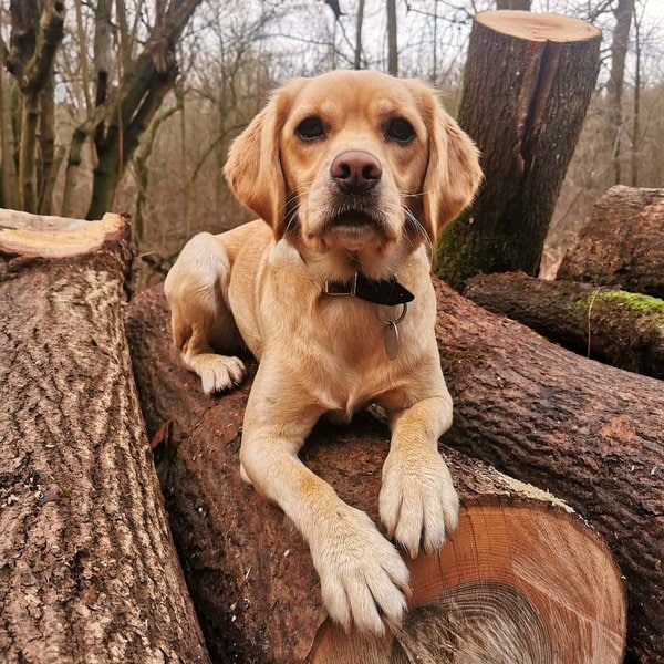 Mini Labrador Your Complete Breed Guide To The Miniature Labrador