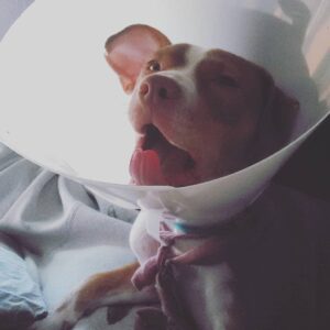 Pitbull Doberman Mix - Your Complete Breed Guide - The Goody Pet