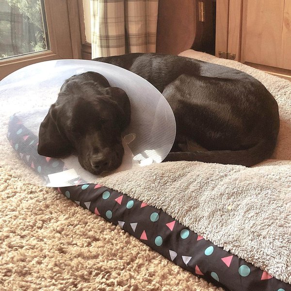 Labrador Pointer Mix Your Complete Breed Guide The Goody Pet