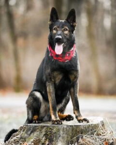 Sable German Shepherd - Your Complete Breed Guide - The Goody Pet