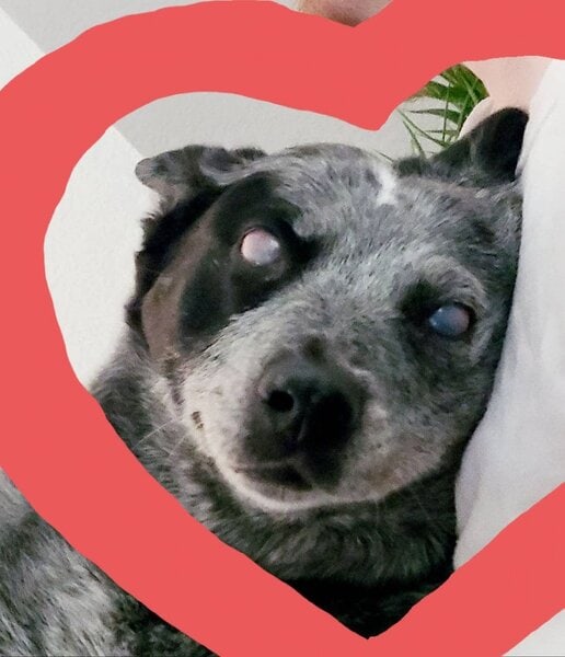 How Much Do Australian Cattle Dogs Cost (May 2024) The Goody Pet