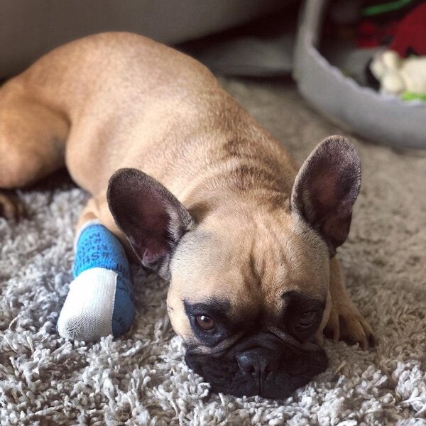 Dog Paws Infections Common Causes + Treatments The Goody Pet