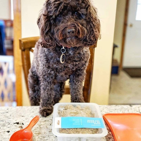 Ollie Dog Food Review Honest Opinions [Updated 2022] The Goody Pet