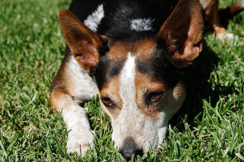 Why Do Dogs Lay In The Sun? Understanding The Secret Behind Sunbathing
