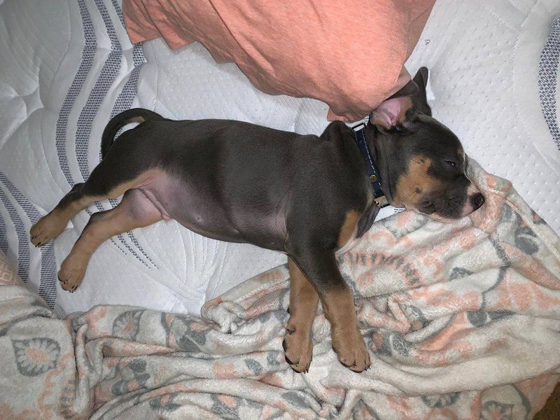 How Much Sleep Do Puppies Need? Everything You Need to Know The