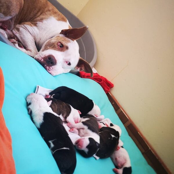 Pitbull Puppies An Ultimate Comprehensive Guide The Goody Pet