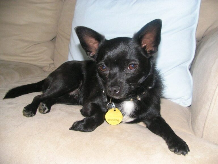 How Much Does A Chihuahua Cost (Updated April 2024) The Goody Pet