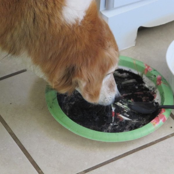Activated Charcoal For Dogs What Does It Do? Is It Safe? The Goody Pet