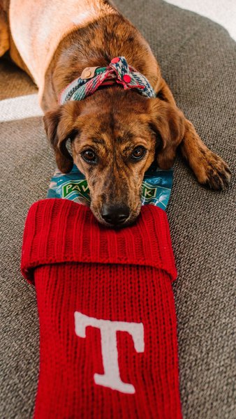 Can Dogs Eat Aloe Vera? Here's Why They Can't The Goody Pet