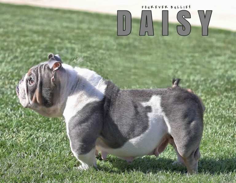 Mini Bulldog Your Complete Breed Guide The Goody Pet