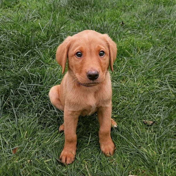 Red Fox Labrador - Your Complete Breed Guide - The Goody Pet