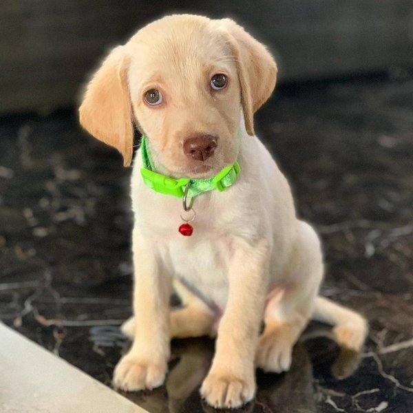 Yellow Labrador Your Complete Breed Guide The Goody Pet