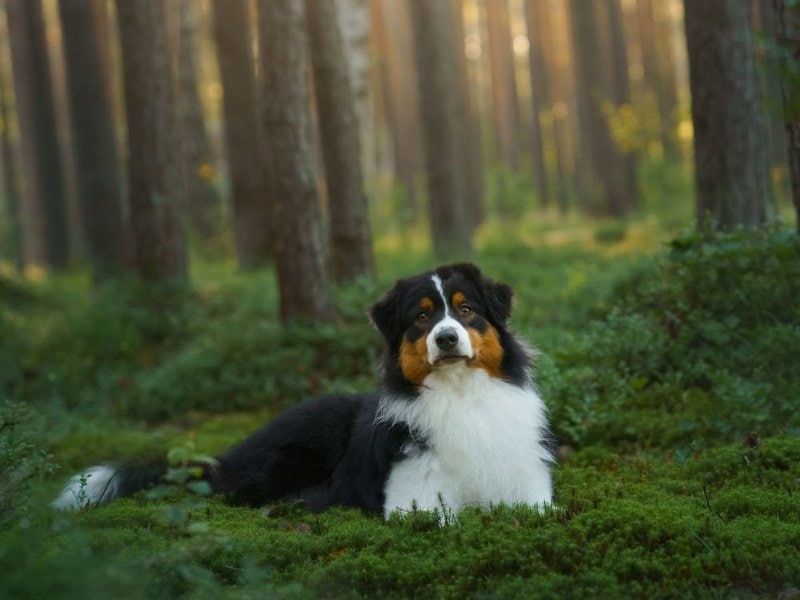How Much Do Australian Shepherds Cost (June 2022) The Goody Pet