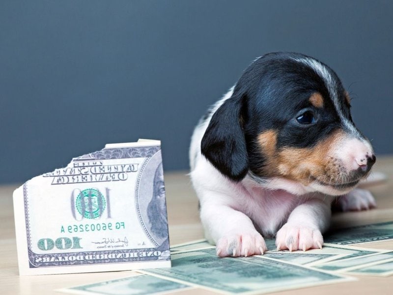 How Much Does A Dachshund Cost (October 2022) The Goody Pet