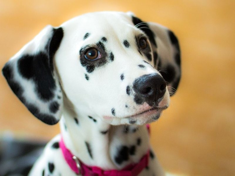 How Much Does A Dalmatian Cost (Updated July 2022) - The Goody Pet