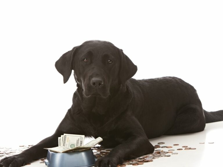 How Much Do Labrador Retrievers Cost (May 2022) The Goody Pet