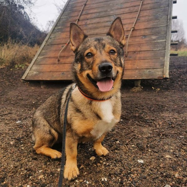 Miniature German Shepherd Your Complete Breed Guide The Goody Pet