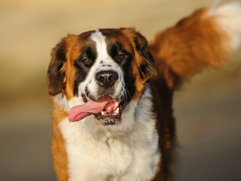 How Much Does A Saint Bernard Cost (November 2022) The Goody Pet
