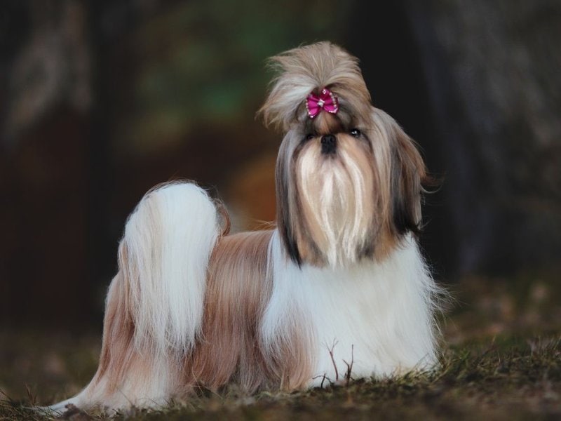 How Much Does A Shih Tzu Cost (August 2022) The Goody Pet