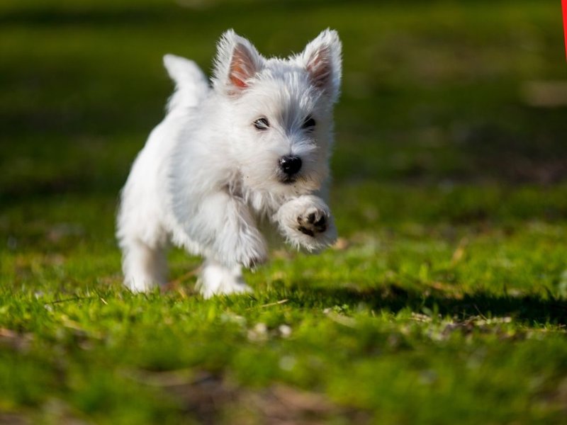 How Much Does A Westie Cost? The Goody Pet