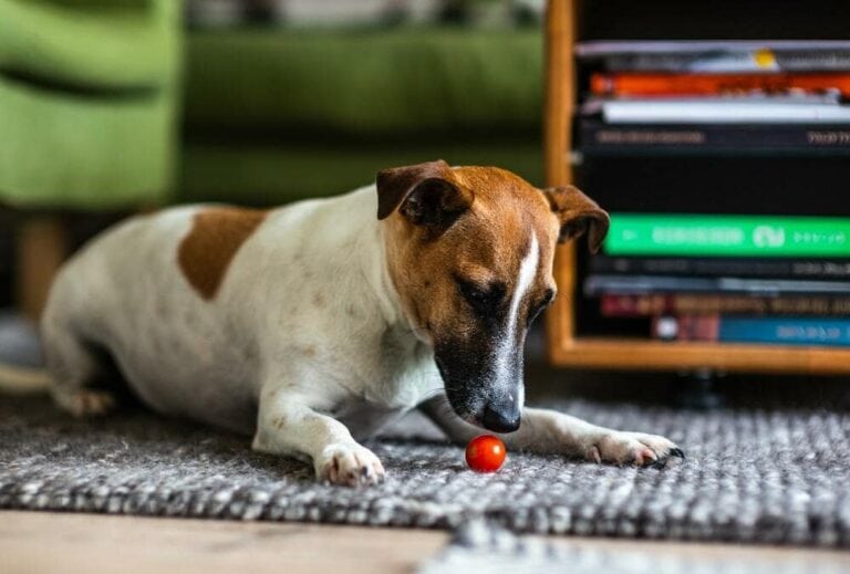 Can Dogs Eat Grape Tomatoes? Spoiler! Only When They Are Of The Right Color The Goody Pet