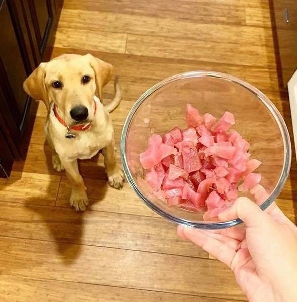 is it ok to give dogs tuna