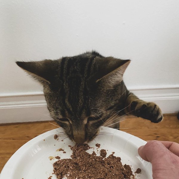 Wet Cat Food Feeding 101 How Much Food To Feed Everyday The Goody Pet