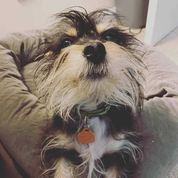 How Much Do Schnauzers Cost (Updated February 2024) The Goody Pet