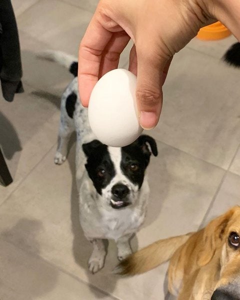 can i give my dog a hard boiled egg