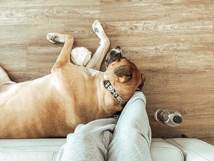 why do dogs sleep at your feet in bed