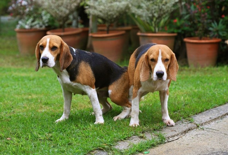 How To Get Dogs Unstuck Especially After Mating - The Safe And Proper Way - The Goody Pet