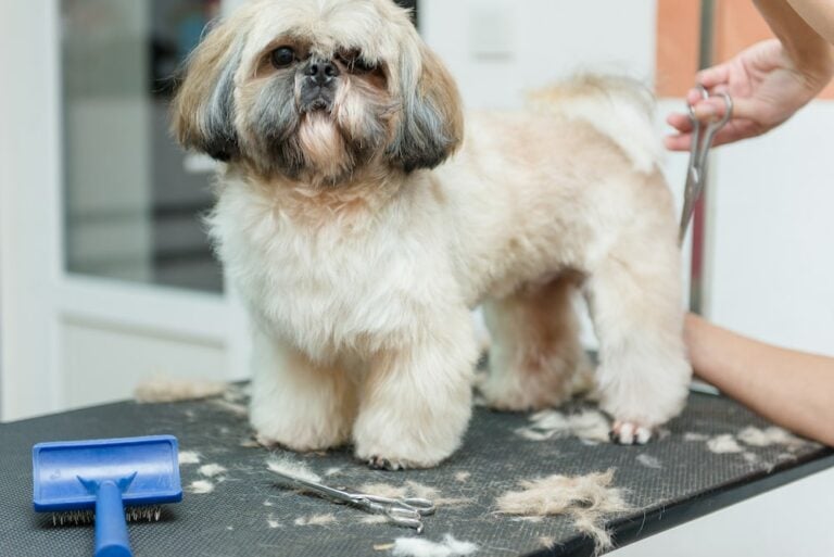 How To Groom A Shih Tzu Tips And Tricks The Goody Pet