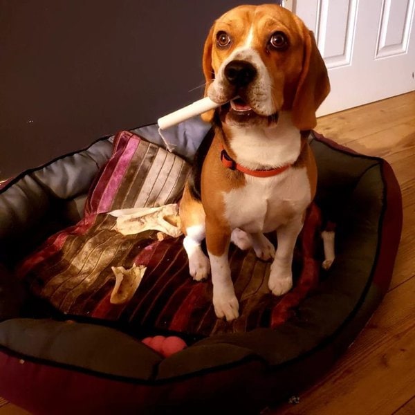 Why Do Dogs Eat Tampons? And What You Should Do To Help Them The