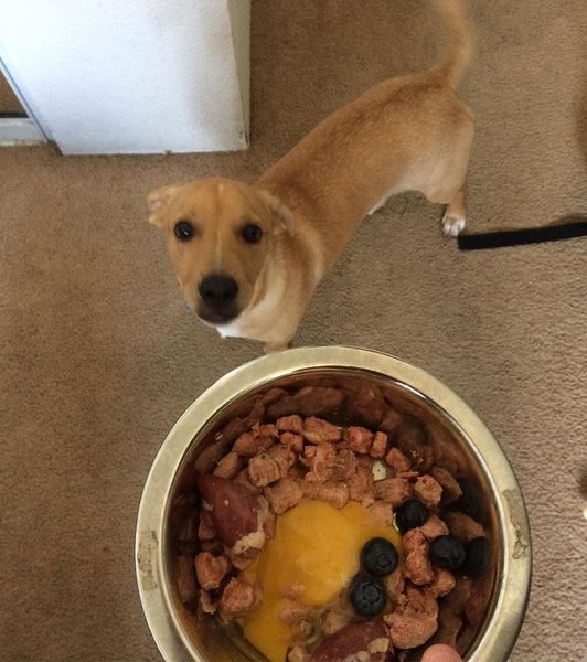 Labrador Terrier Mix Your Complete Breed Guide The Goody Pet