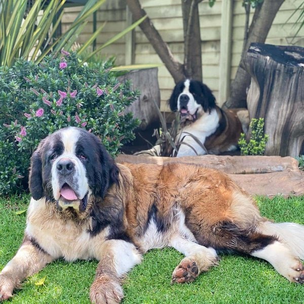 How Much Does A Saint Bernard Cost (December 2023) The Goody Pet