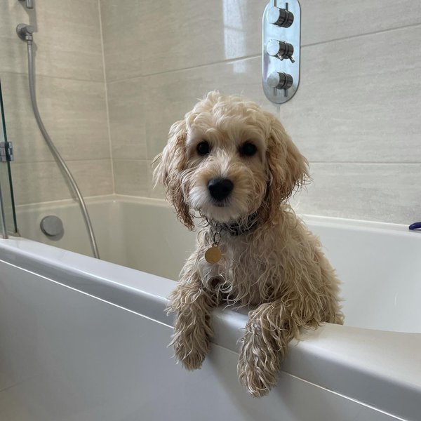 Can You Use Hydrocortisone Cream On Dogs? Is It Safe? The Goody Pet