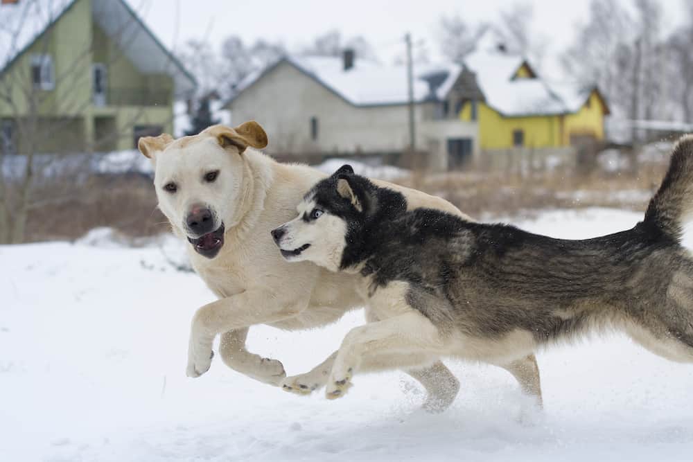 can you raise a lab and husky together