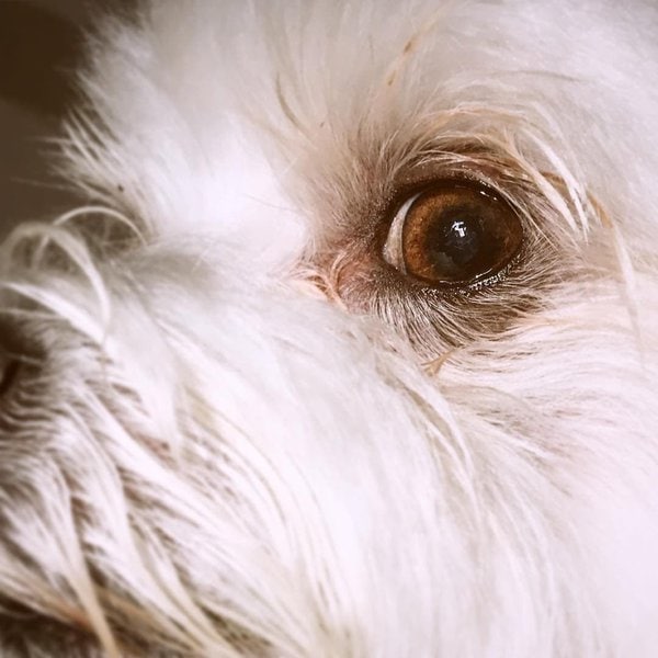 How To Get Rid Of Maltese's Tear Stains? And How To Prevent Tear Stains